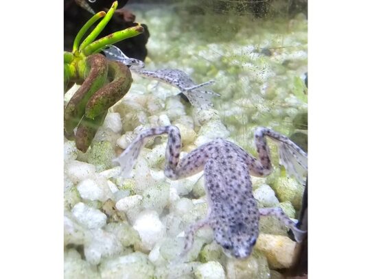 [#34] African Dwarf Frog Reptiles for Sale
