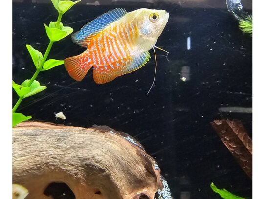 [#36] Blue Gouramis Fish for Sale