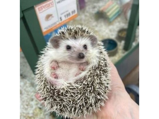 [#6] Female Southern White-breasted Hedgehog Small Animals for Sale