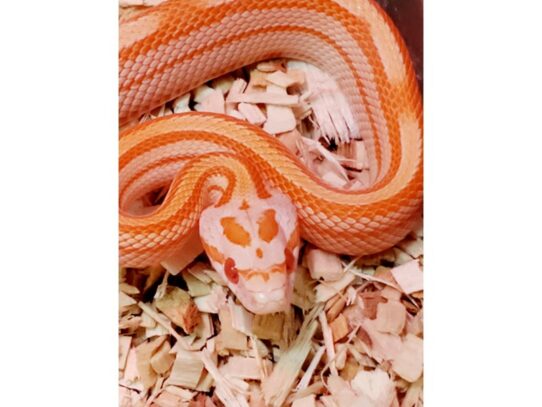 [#19] Assorted Corn Snakes Reptiles for Sale