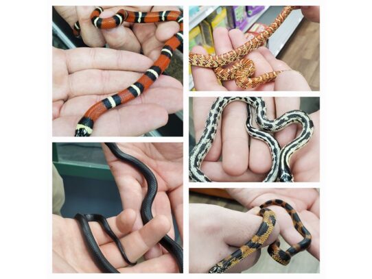 [#42] Milk Snake Reptiles for Sale