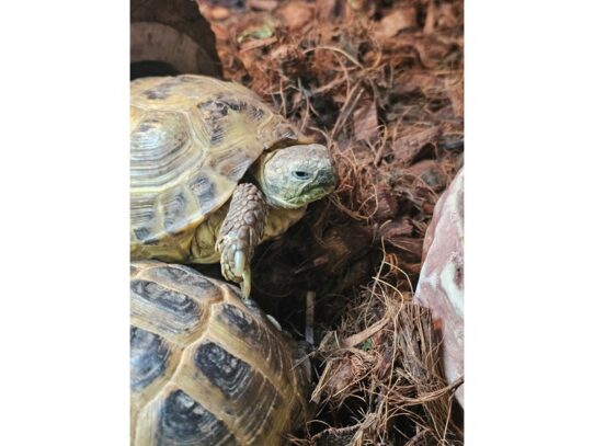 [#40] Russian Tortoise Reptiles for Sale