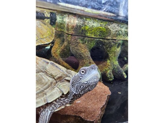 [#31] False Map Turtle Reptiles for Sale