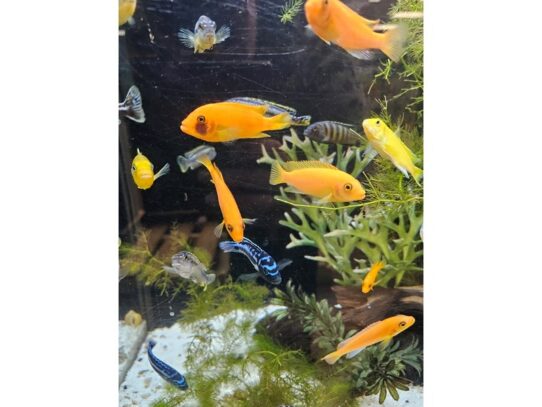[#44] African Cichlids Fish for Sale