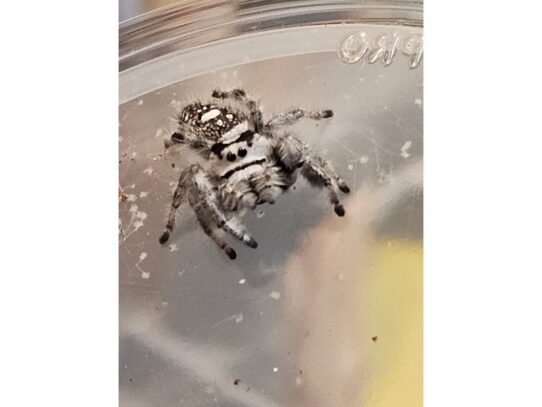 [#45] Jumping Spider Reptiles for Sale