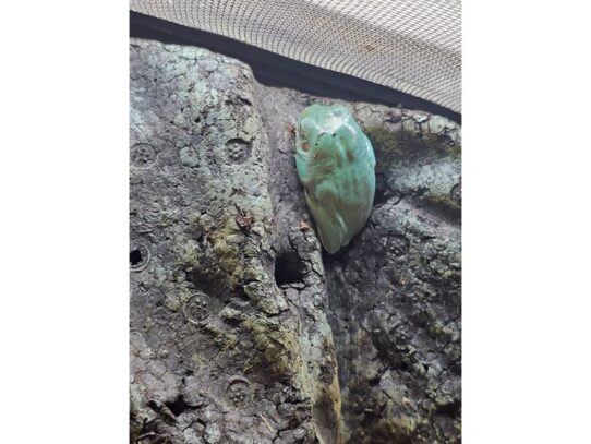 [#46] White Dumpy Tree Frog Reptiles for Sale