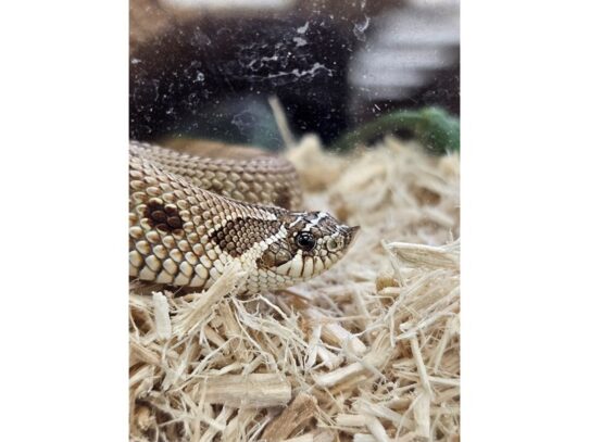 [#22] Western Hognose Reptiles for Sale