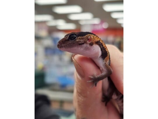 [#21] Assorted Leopard Geckos Reptiles for Sale