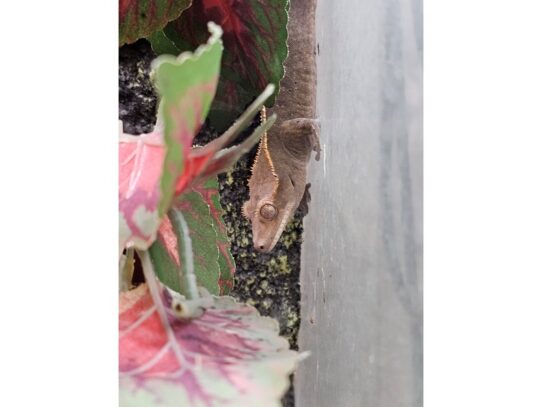 [#18] Crested Gecko Reptiles for Sale
