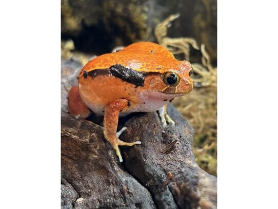 [#41] Tomato Frog Reptiles for Sale