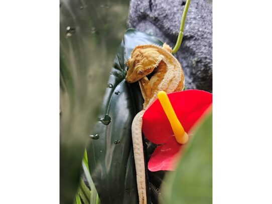 [#52] Crested Gecko Reptiles for Sale