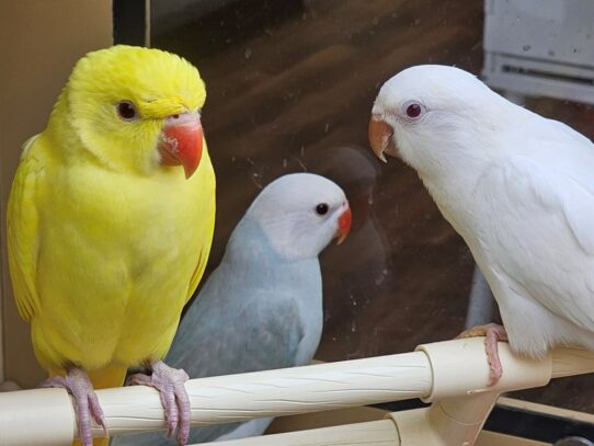 [#54] Indian Ringneck Parakeet Birds for Sale