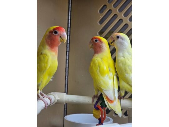 [#55] lovebird Birds for Sale