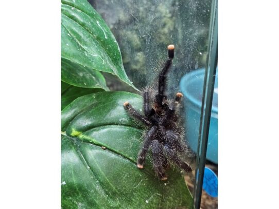 [#25] Pinktoe Tarantula Reptiles for Sale