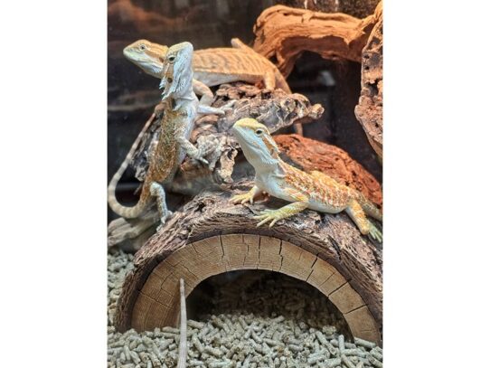 [#20] Bearded Dragon Reptiles for Sale